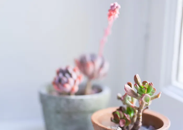 Πανσιόν Alessia's Place 4*