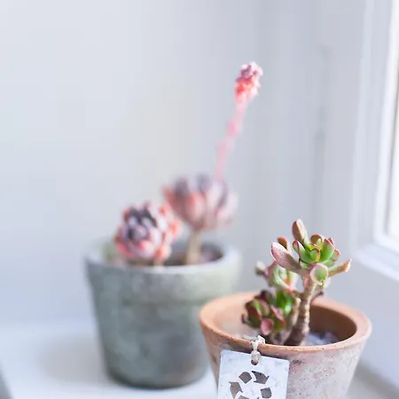 Gæstehus Alessia's Place 4*